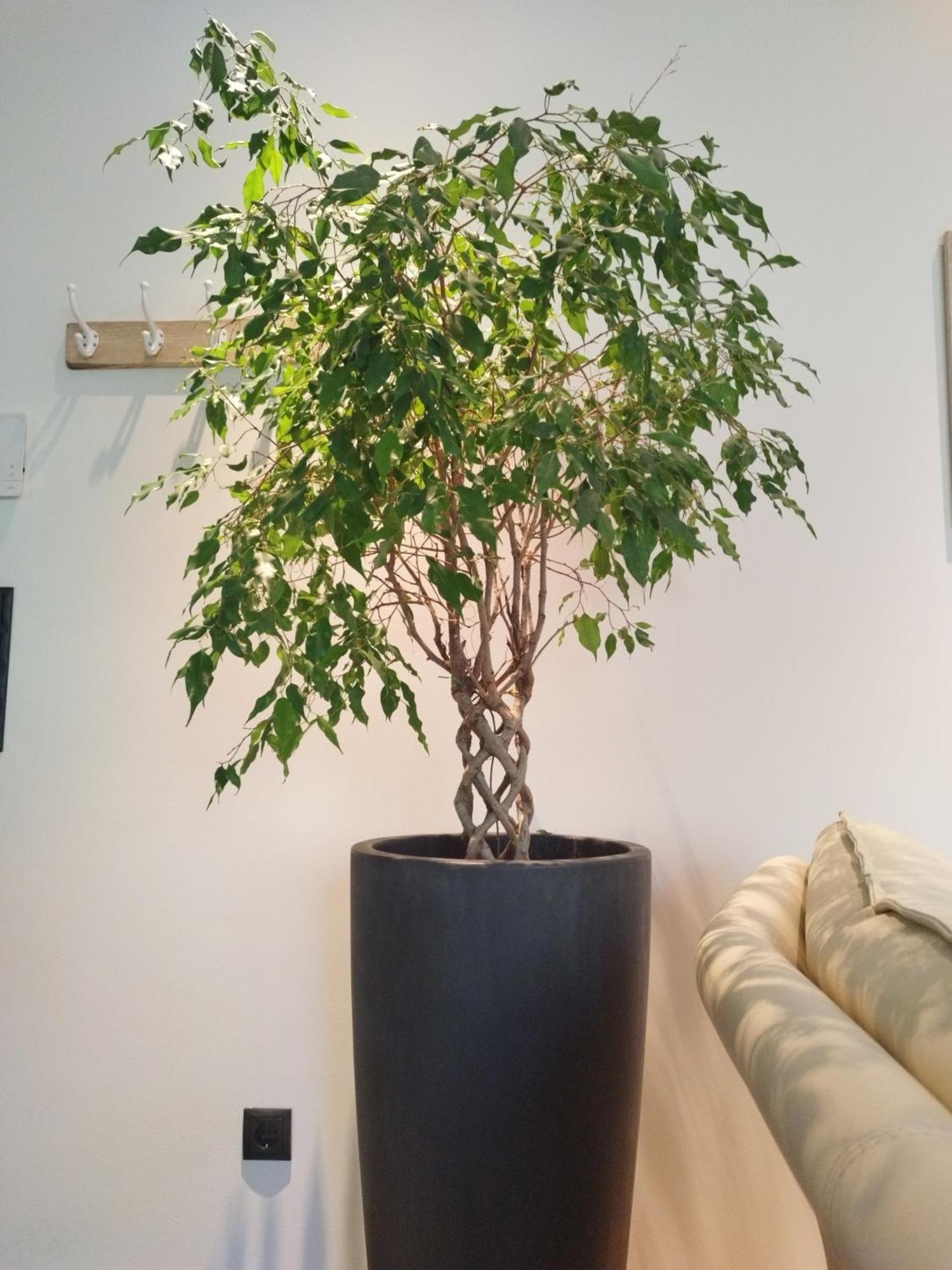 Appartement Waldzauber Medraz Bagian luar foto